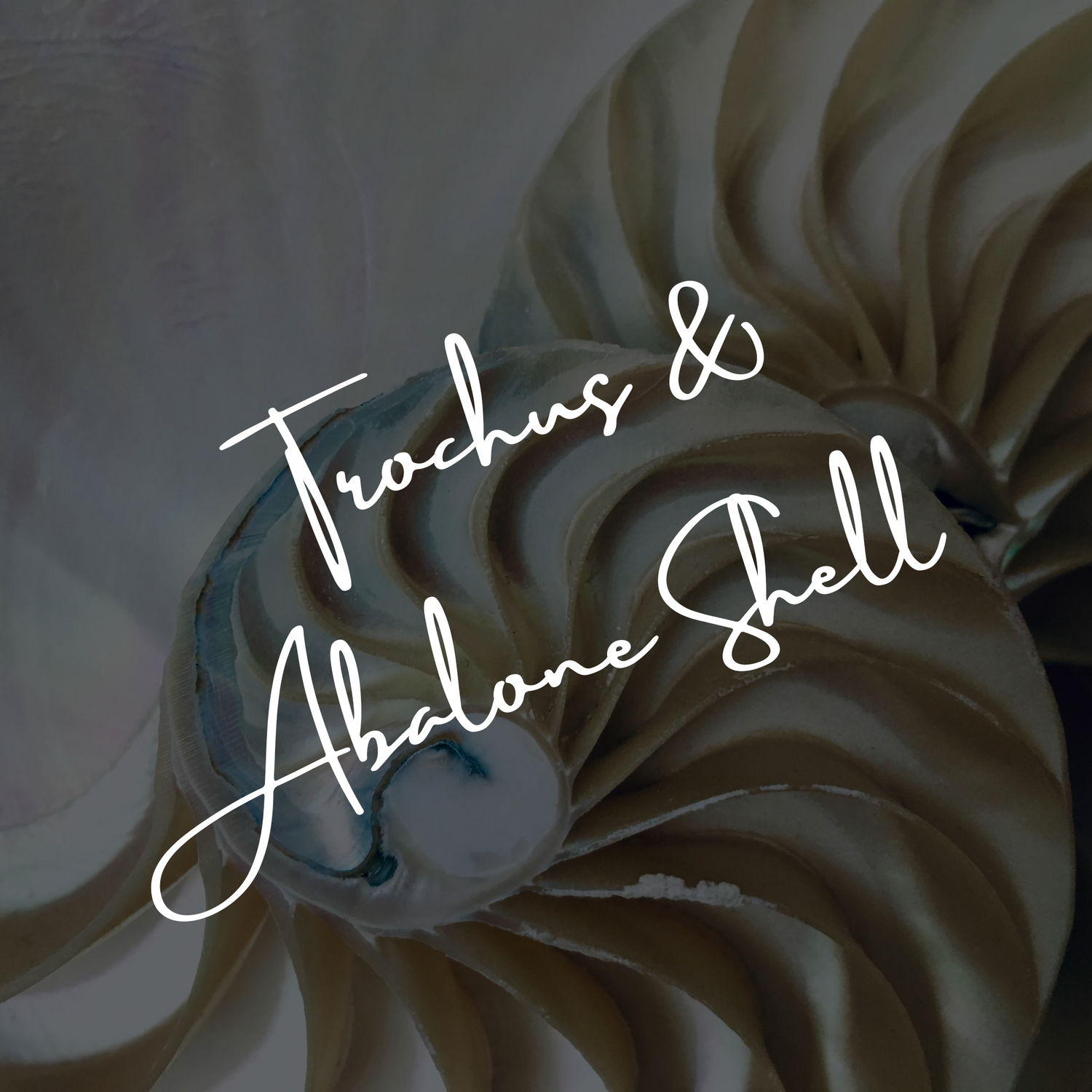 Trochus & Abalone Shell